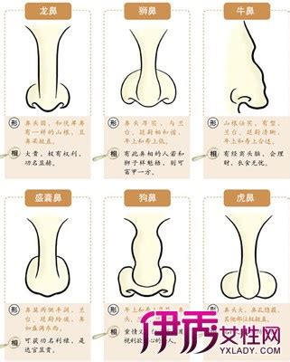 面相分析鼻子|十六种鼻子面相图文分析三六风水网